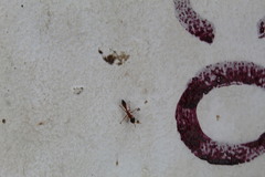 Pseudomyrmex gracilis