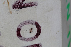 Pseudomyrmex gracilis