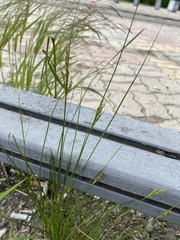 Juncus compressus