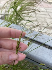 Juncus compressus