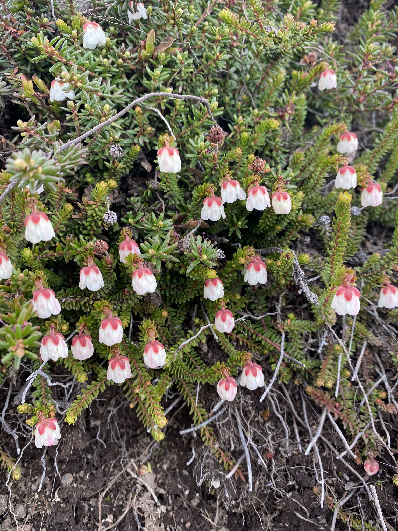 Harrimanella stelleriana