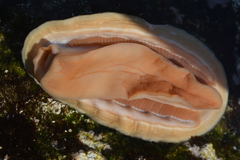 Chiton magnificus