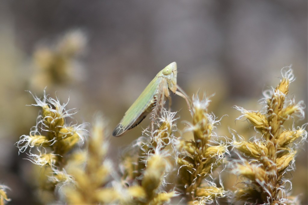 Gloridonus