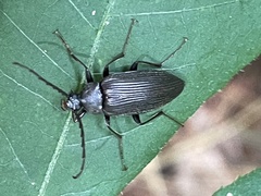 Capnochroa fuliginosa