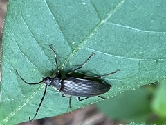 Capnochroa fuliginosa