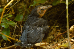 Curaeus curaeus curaeus