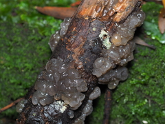 Exidia novozealandica