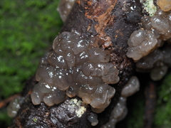 Exidia novozealandica