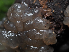 Exidia novozealandica