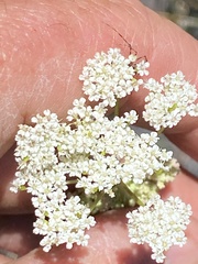 Perideridia parishii latifolia