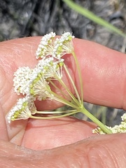 Perideridia parishii latifolia