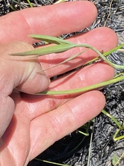 Perideridia parishii latifolia