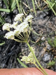 Perideridia parishii latifolia