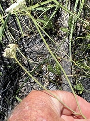 Perideridia parishii latifolia