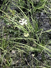 Perideridia parishii latifolia