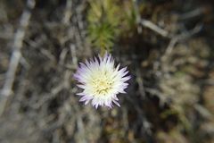 Plectocephalus chilensis