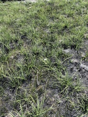 Perideridia parishii latifolia