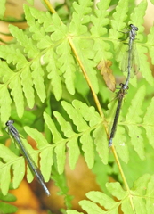 Pseudagrion furcigerum