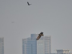 Haliaeetus albicilla