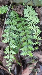 Cheilanthes chusana