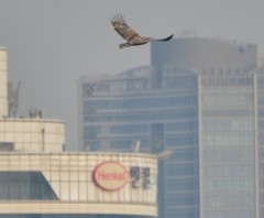 Haliaeetus albicilla