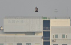 Haliaeetus albicilla