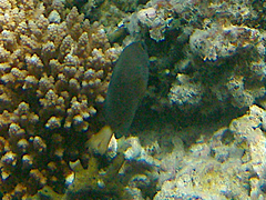 Pomacentrus chrysurus