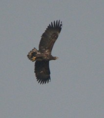 Haliaeetus albicilla