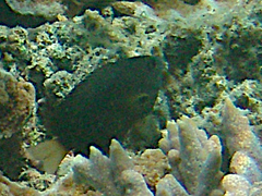 Pomacentrus chrysurus