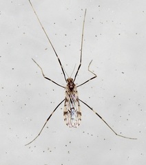 Erioptera graphica