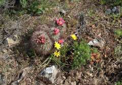 Pediocactus nigrispinus