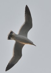 Larus crassirostris