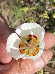 Calochortus dunnii