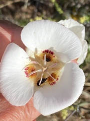 Calochortus dunnii