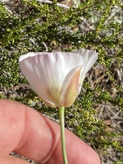 Calochortus dunnii