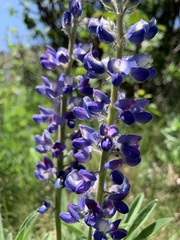 Lupinus prunophilus