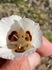 Calochortus dunnii