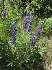 Lupinus prunophilus
