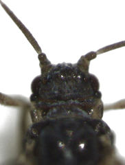 Neophyllaphis totarae