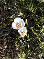 Calochortus dunnii