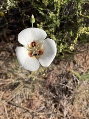 Calochortus dunnii