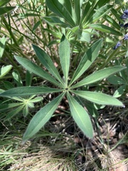 Lupinus prunophilus
