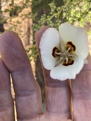 Calochortus dunnii