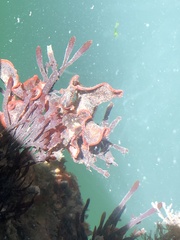 Watersipora subtorquata