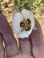 Calochortus dunnii