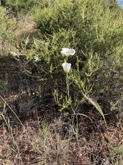 Calochortus dunnii