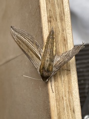 Theretra oldenlandiae