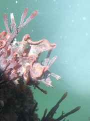 Watersipora subtorquata