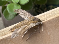 Theretra oldenlandiae