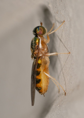 Cephalochrysa canadensis